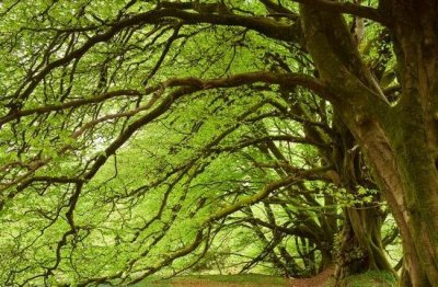 ​植物长命之谜详解，植物的寿命是无限的吗？_植物会长久休眠