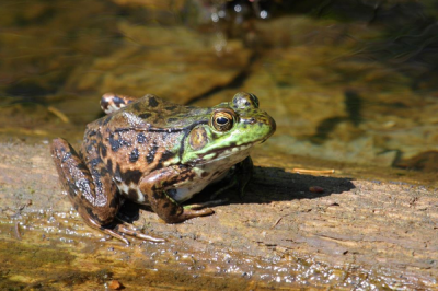 ​青铜蛙:嘴巴二侧戴有一抹亮绿色_体长仅5-10厘米