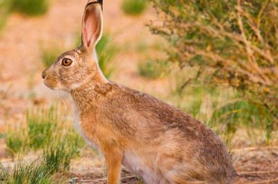 ​黄喉兔:仅在墨西哥生计的庞大野兔_体长可达58厘米