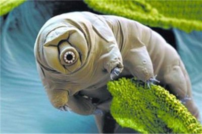 ​水熊虫的天敌是什么 什么物品不妨对于抗水熊虫吗