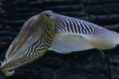 ​一般黑贼:一切黑贼中最大的一种_没有含触须可达45厘米