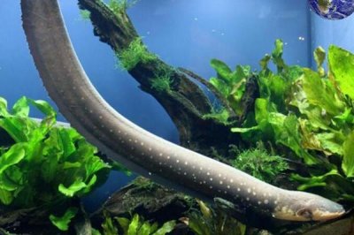 ​电鳗无天敌为什么不弥漫?年少时自保本领弱_生长力差