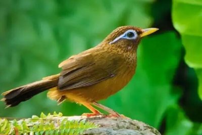 ​画眉鸟：中国特产鸟类，擅长引吭高歌_会模仿动物叫声