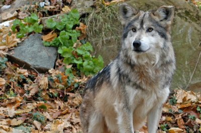 ​墨西哥狼:是最宏大的野生犬科家属_一个狼群有20只