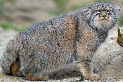 ​兔狲:一种酷似猫头鹰的猫科动物_犬齿像猞猁一般长