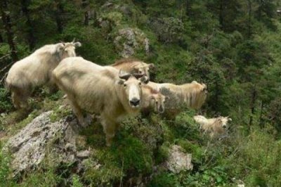 ​六没有像是什么动物?既像牛又像羊_堪比大熊猫般宝贵