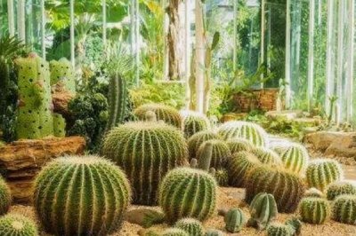 ​沙漠常见四种植物：胡杨被誉为沙漠守护神_防风固沙主力军