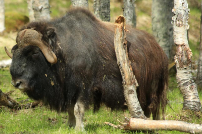 ​麝牛:一种介于牛和羊之间的过度物种_形状似牦牛