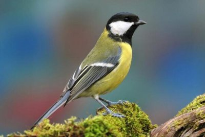 ​大山雀：长仅13厘米，飞行缓慢且距离短_叫声多变