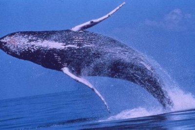 ​世界上十大动物之最 世界之最的动物有哪些