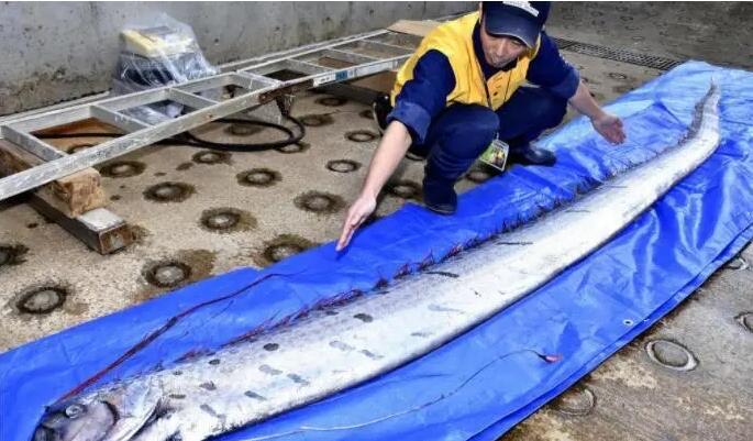 网络图片(侵删)