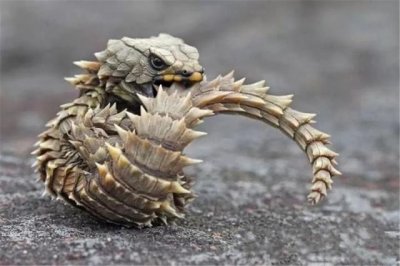 ​世界上长得像龙的蜥蜴：南非犰狳蜥全身背着重装甲