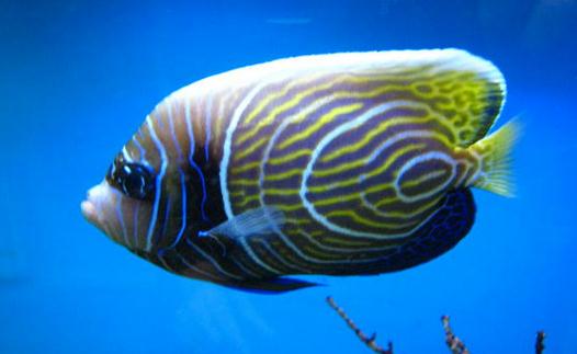 帝王蓝鱼的简介-帝王蓝鱼怎么养?