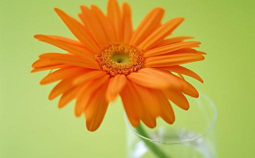 在家里养花有什么好处?