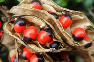 ​世界上最毒的种子：鸡母珠毒素0.3毫克就会致人死亡