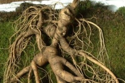 ​世界上最老的人参：最重达600克，活了200多年！