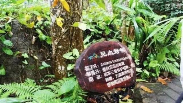 网络图片(侵删)