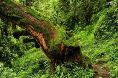 ​世界之最的六种树木，最贵、最毒、最硬的树都在中国