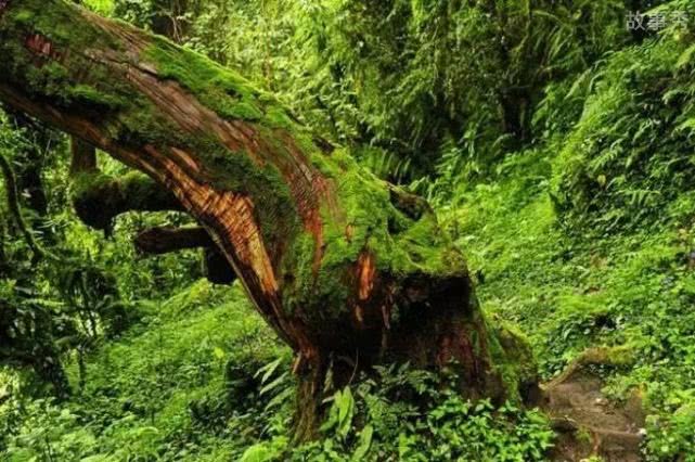 网络图片(侵删)