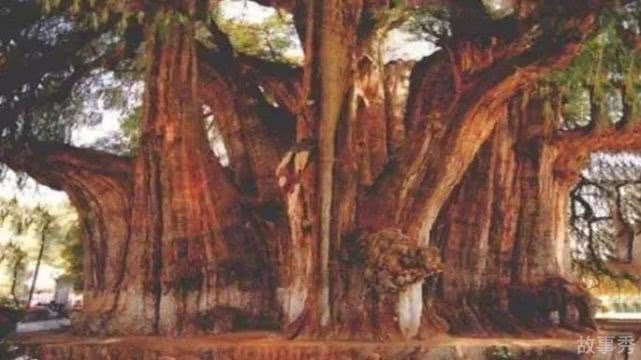 网络图片(侵删)