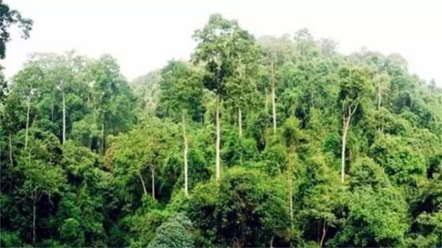 网络图片(侵删)