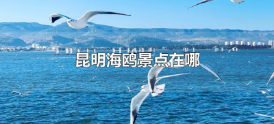 ​昆明海鸥景点在哪（云南昆明海鸥景点在哪）