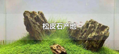 ​松皮石产地（松皮石产地在哪里）