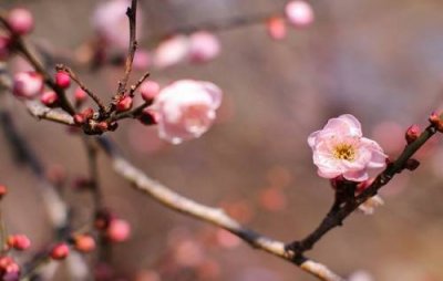 ​梅花是什么植物类群（梅花是什么植物种类）