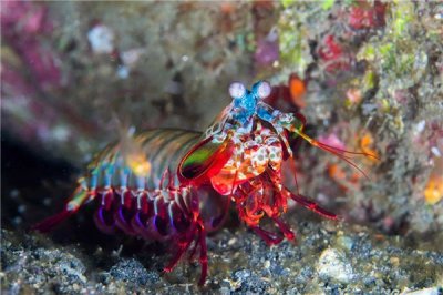 ​专比特虫vs雀尾螳螂虾 专比特虫和雀尾螳螂虾哪种比拟强