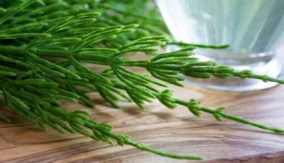 ​杉菜是什么植物（杉菜是什么草）