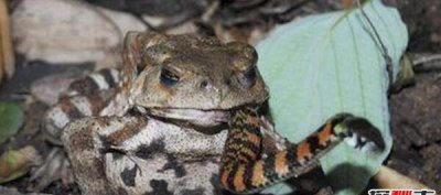 ​食蛇蛙天才免疫蛇毒，最爱吃响尾蛇_食蛇蛙吃蛇视频