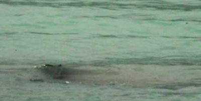 ​中国水怪事变:到底是水怪仍旧大鱼?