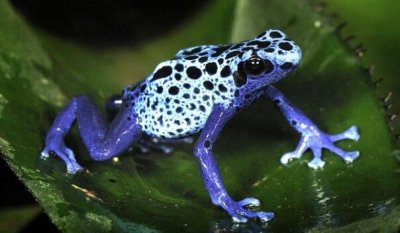 ​钴蓝箭毒蛙，吃多毒便有多毒_一克蛙毒可毒死1.5万人