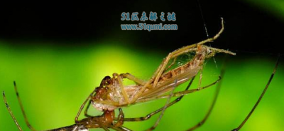 ​鬼魂蛛的形状特性及引见 有毒吗?会没有会咬人?