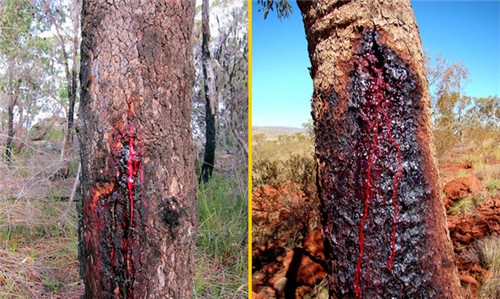 树流血是怎样回事？这种树割一刀便会血流不只