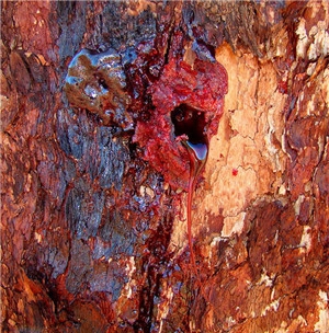 树流血是怎样回事？这种树割一刀便会血流不只