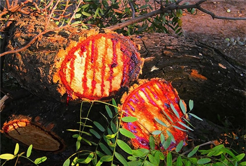 树流血是怎样回事？这种树割一刀便会血流不只