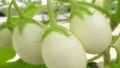 ​蛋树:“鸡蛋”果然不妨长在树上 蛋树的果实不妨吃吗?