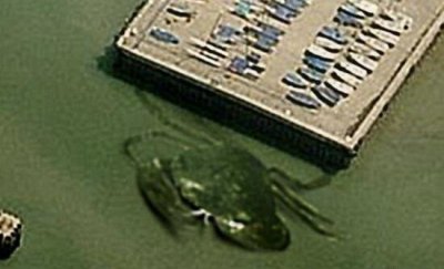 ​揭秘英国岸边神奇的巨型螃蟹，照片为PS_网友恶搞