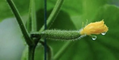 ​黄瓜种植技术，黄瓜种植技术与管理方法？