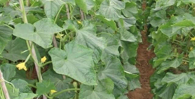 黄瓜种植技术，黄瓜种植技术与管理方法？图5