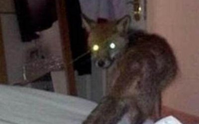 ​81年香港温莎大厦狐仙事变，据传狐仙杀人_是流言