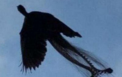 ​世界上末尾一只凤凰，乌龙江村民疑似拍到凤凰照片_假的