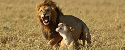 ​雄狮不妨干几年的狮王?