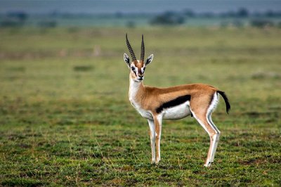 ​汤氏瞪羚奔走速度是几?非洲草本上的短跑亚军_仅次于猎豹