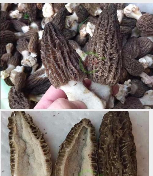 种植的羊肚菌土壤出现了白霉为什么不出白