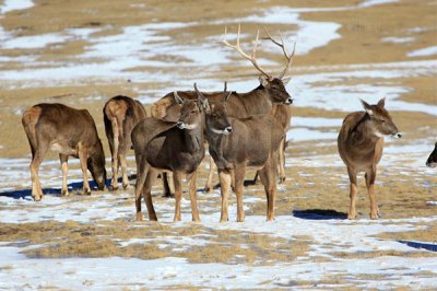 ​白唇鹿是几级维护动物?为什么会濒危_红名单属易危