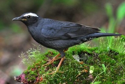 ​白眉地鸫：叫声如笛声，长约23厘米_有显眼的白色眉毛