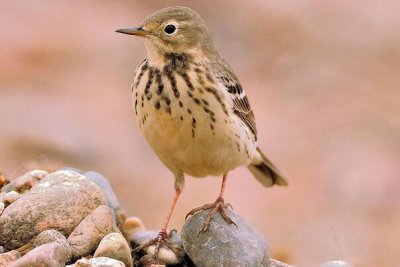 ​黄腹鹨：长仅14厘米，性格活泼_觅食不停歇