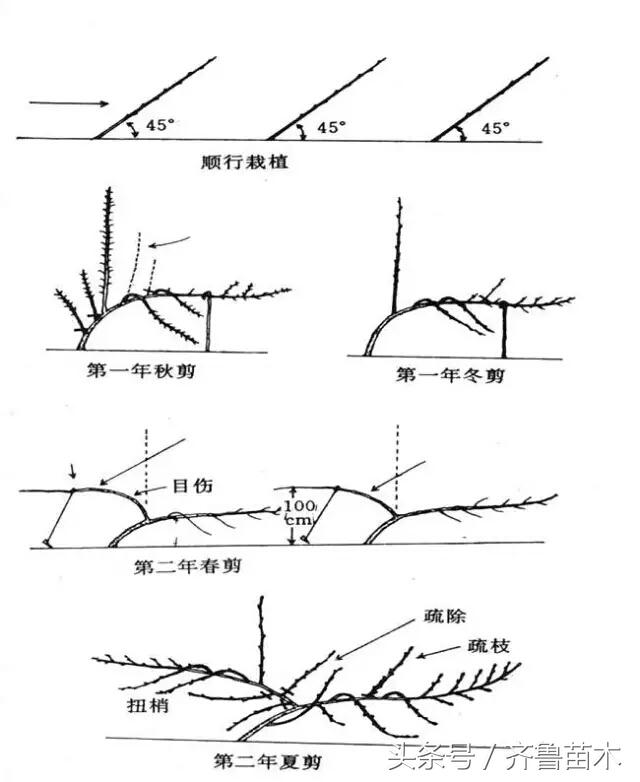 果树修剪技术管理方法（最全果树修剪技术及注意事项）(5)